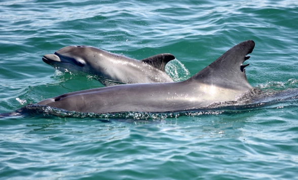 イルカ発見ツアー（1.5時間）